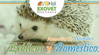 tienda animales exoticos cochabamba Veterinaria ExoVet